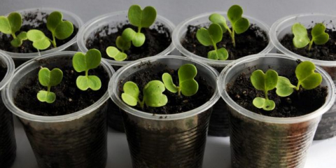 Doba zapnutí: kdy zaseje zelí na sazenice v roce 2022